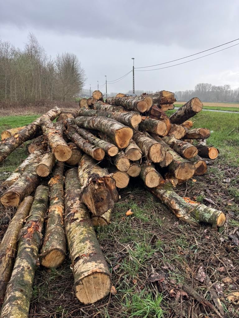 Den en fijnspar te koop, Tuin en Terras, Brandhout, 6 m³ of meer, Ophalen of Verzenden, Stammen