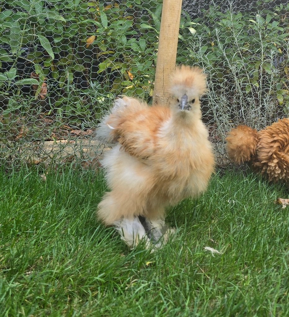 USA zijdehoen hen, Dieren en Toebehoren, Pluimvee, Vrouwelijk, Kip