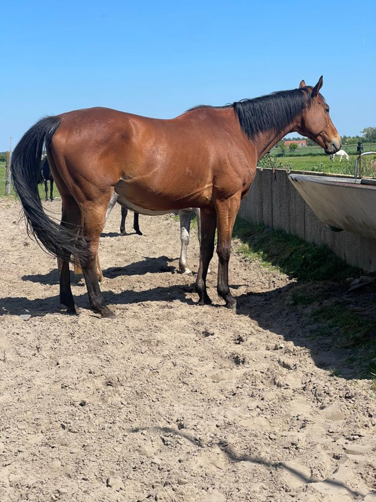 Engelse volbloed 7 jaar, Dieren en Toebehoren, Paarden, Ruin, 7 tot 10 jaar, 160 tot 165 cm, Recreatiepaard