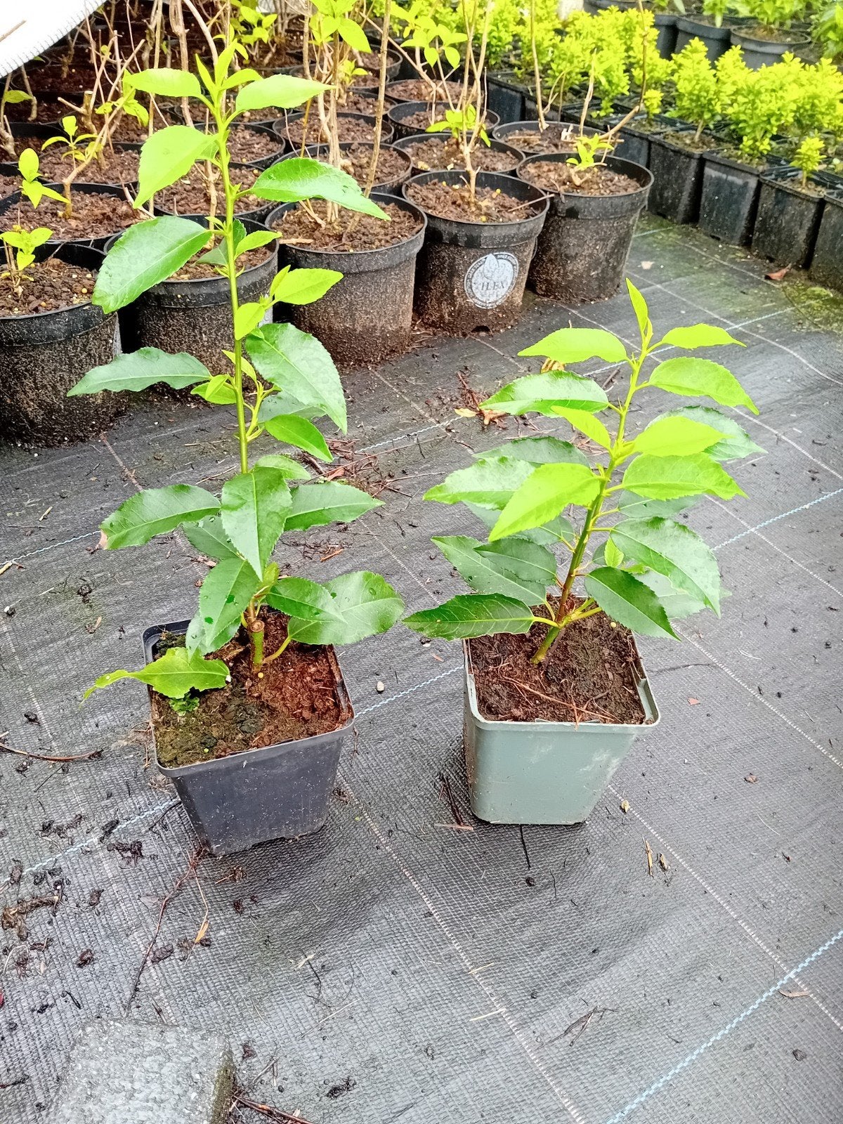 Portugese Laurier, Tuin en Terras, Ophalen