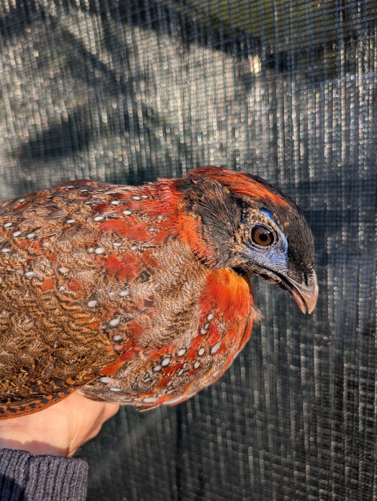 Temminck's tragopaan, Dieren en Toebehoren