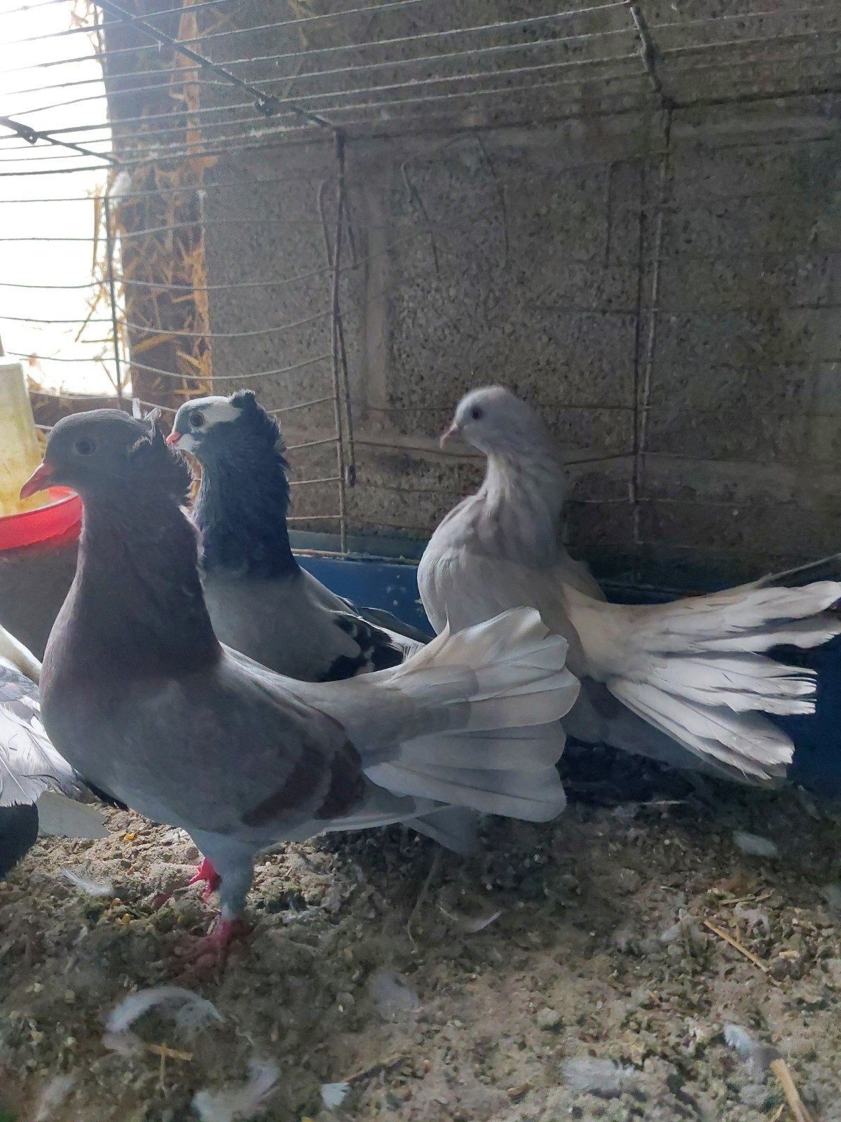 mooie pauwstaartjes, Dieren en Toebehoren