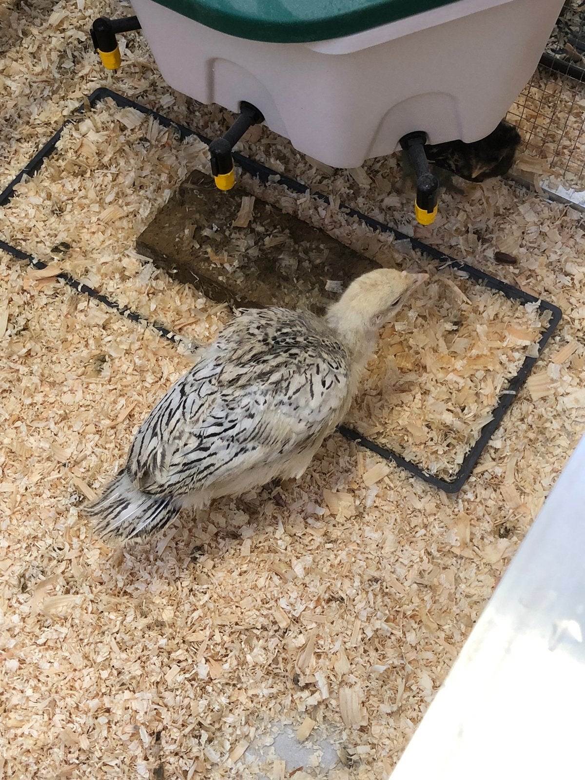 Kalkoenen, Dieren en Toebehoren, Vrouwelijk