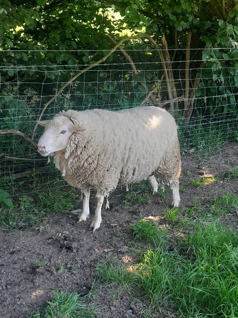 Mooie ram te koop, Mannelijk, Schaap