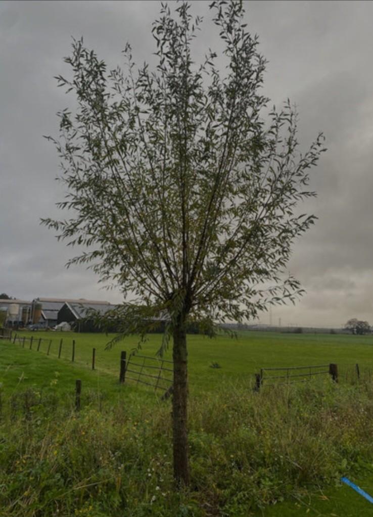 Jonge wilgen– Ideaal voor brandhout,knotwilg of vlechtwand, Ophalen, In pot