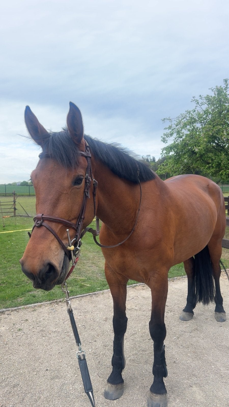 5 jarige merrie, Dieren en Toebehoren, Paarden, Merrie