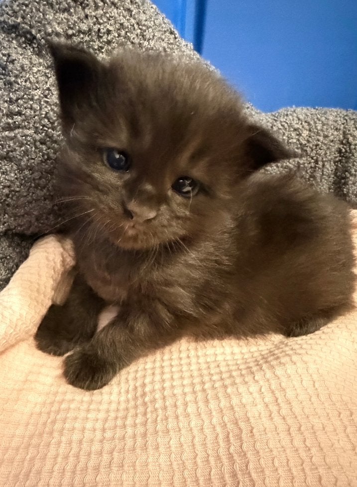 Prachtige Maine Coon kittens ️, Dieren en Toebehoren, Poes, Gechipt, 0 tot 2 jaar