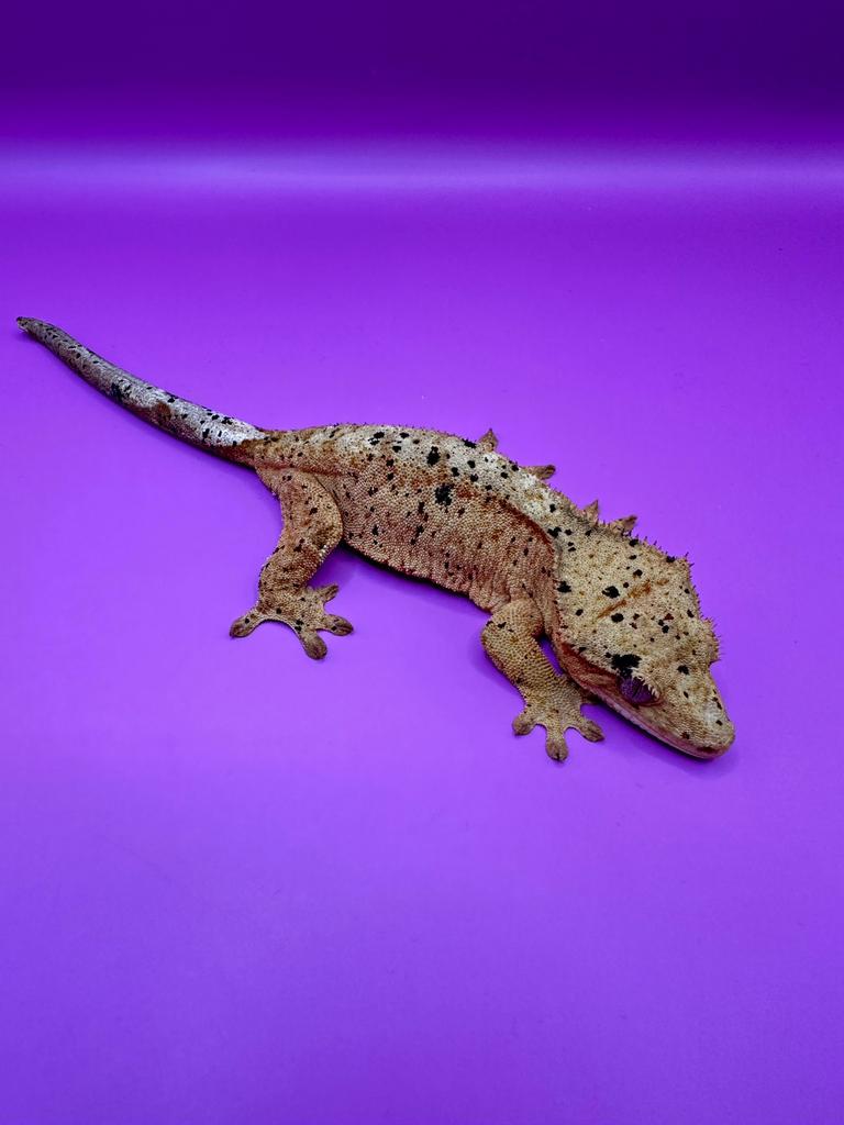 Sale voor beurs Houten 5 April. Super dalmation 0.1, Dieren en Toebehoren, Reptielen en Amfibieën, Overige soorten, 0 tot 2 jaar