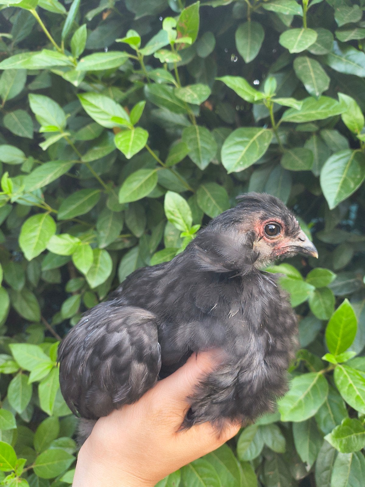 kleurlegger kuikens, Dieren en Toebehoren, Pluimvee, Vrouwelijk, Kip