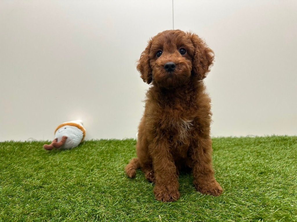 Chiots Cockapoo (F1), Maladie de Carré (chiens), Chien (mâle), Belgique, Plusieurs