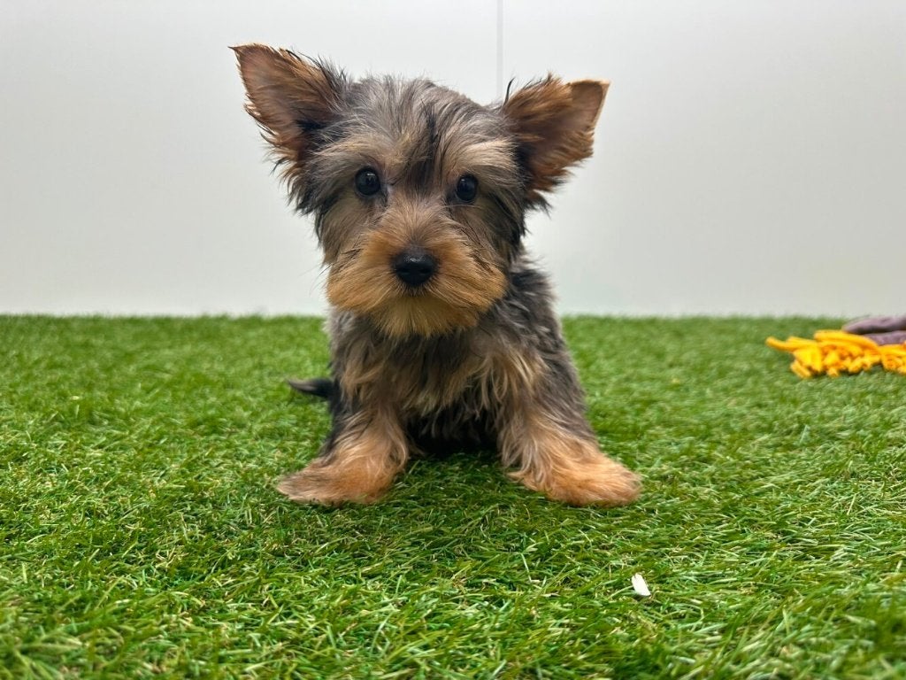 Chiot Yorkshire Terrier
