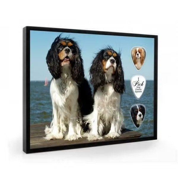 Cavalier King Charles Spaniel hond plectrumdisplay, Ophalen of Verzenden, Nieuw