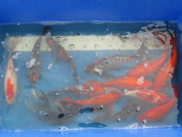 Poissons rouges, shubunkins de 7 à 30 cm à partir de 1,60€., Animaux & Accessoires, Carpe ou Koï