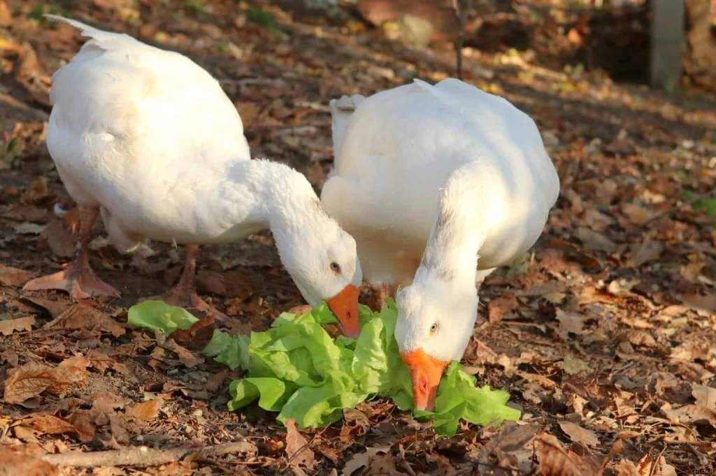 pluimvee, Plusieurs animaux, Oie ou Cygne