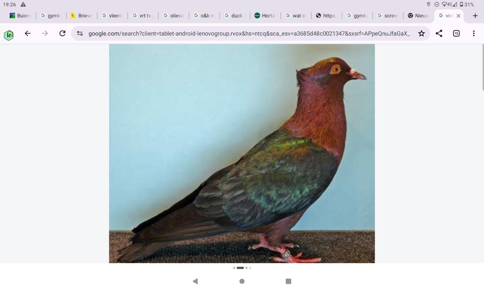 koppel vinkduiven  te koop, Dieren en Toebehoren