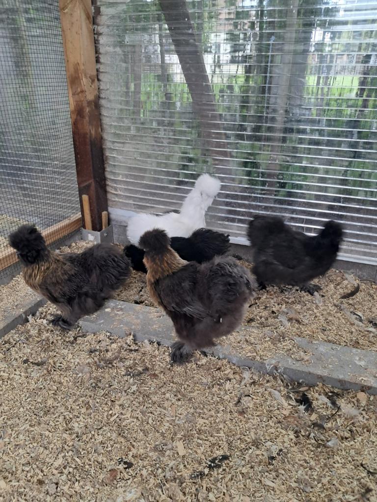 Zijdehoen hennen, Dieren en Toebehoren, Pluimvee, Vrouwelijk, Kip