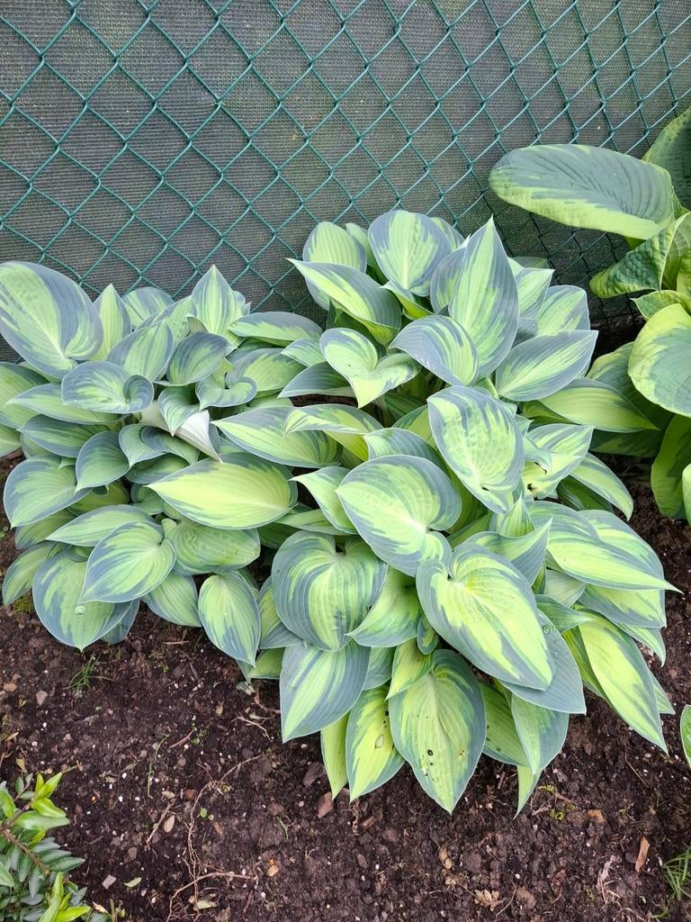 Mooie hosta s uit volle grond, Tuin en Terras, Ophalen