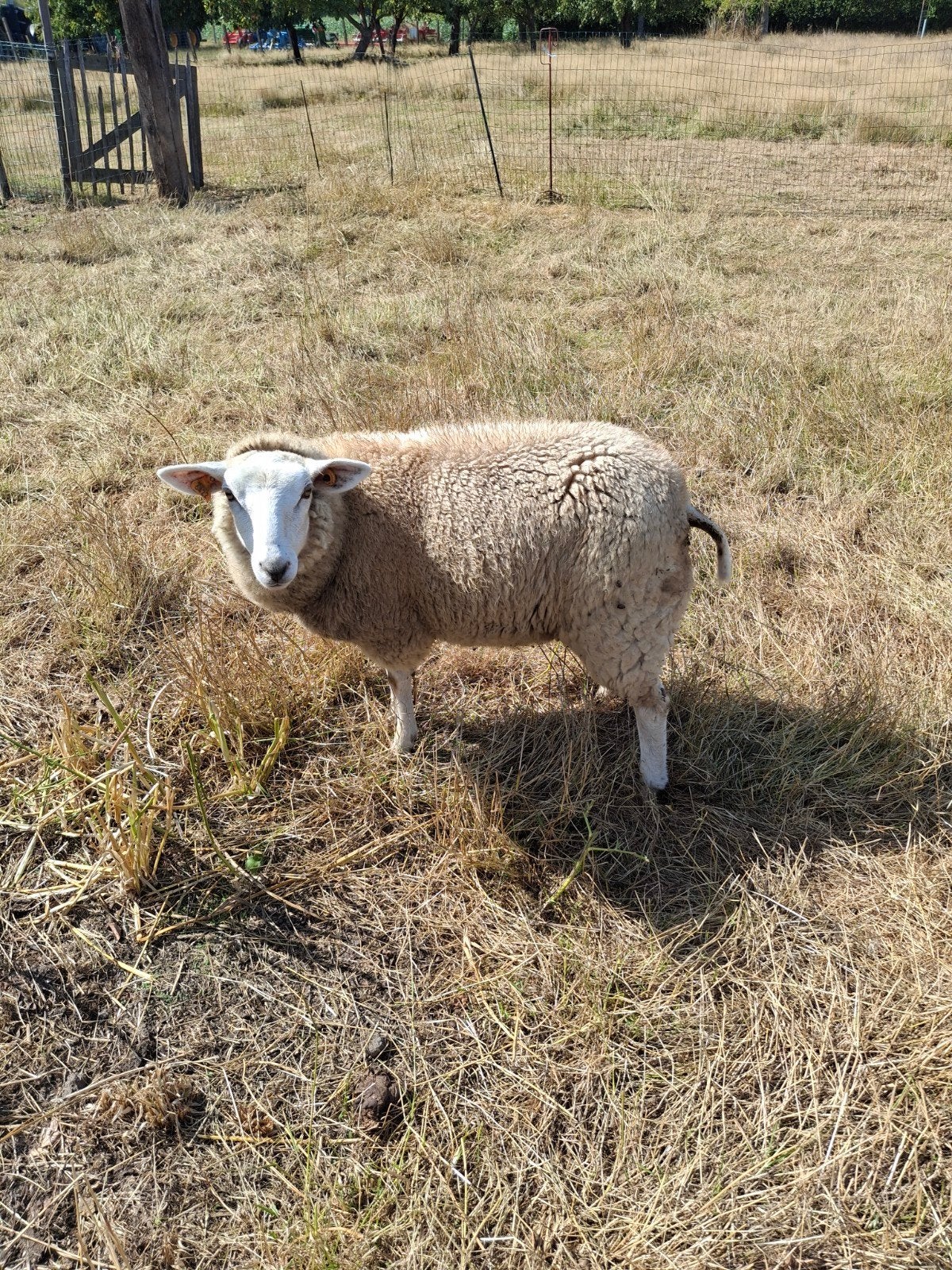 jonge ooien, Dieren en Toebehoren, Schapen, Geiten en Varkens