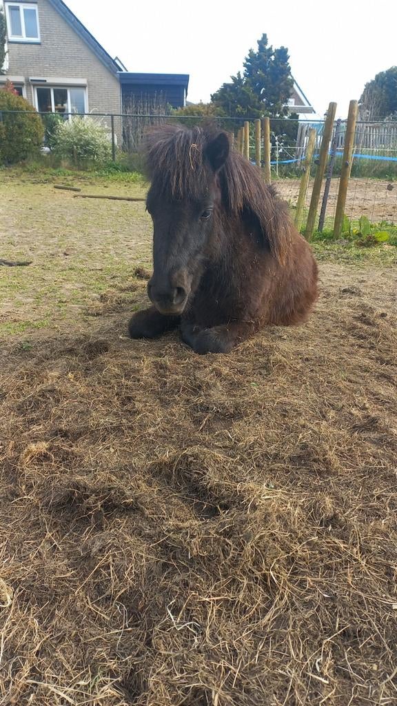 Brave 2 jarige NSPS shetland hengst grotemaat, Dieren en Toebehoren, Met stamboom, Niet van toepassing, 0 tot 2 jaar, Hengst
