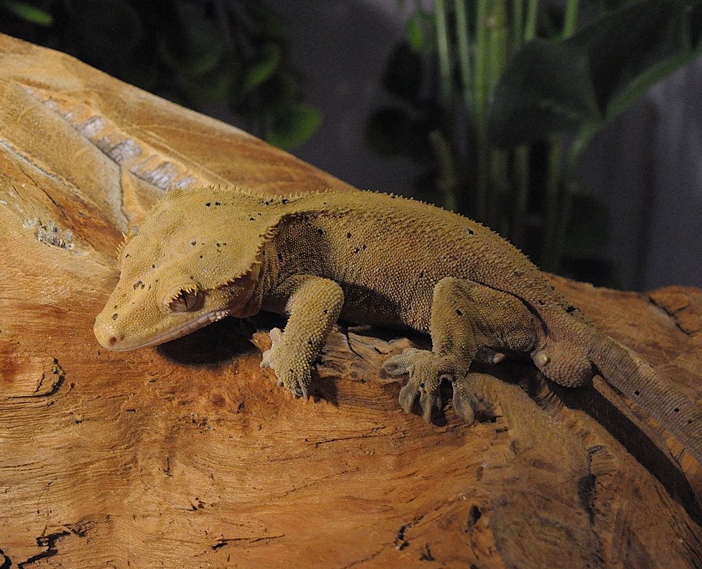 Wimpergekko 10, Animaux & Accessoires, Reptiles & Amphibiens, Autres espèces, 0 à 2 ans