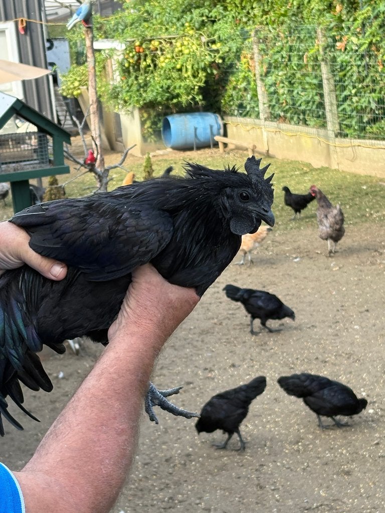Ayam Cemani haantjes, Animaux & Accessoires, Volatiles, Mâle, Poule ou poulet