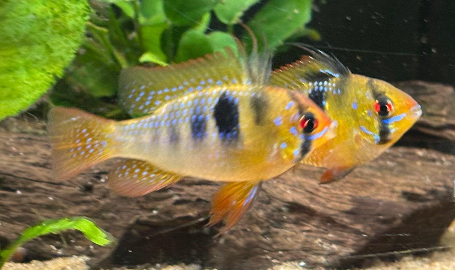 Ramirezi, antennenbaarsjes 3 stuks samen 30€, Dieren en Toebehoren, Vis, Zoetwatervis
