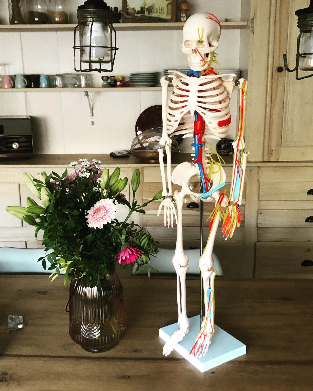 Modèle d'anatomie squelettique, Enlèvement ou Envoi