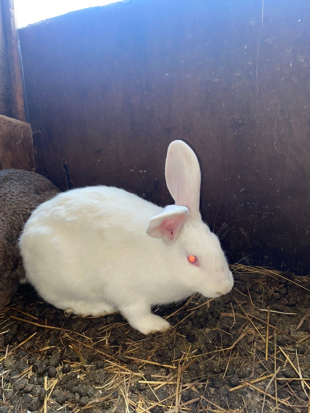 5 konijnen, Dieren en Toebehoren, Meerdere dieren, Middelgroot, 0 tot 2 jaar