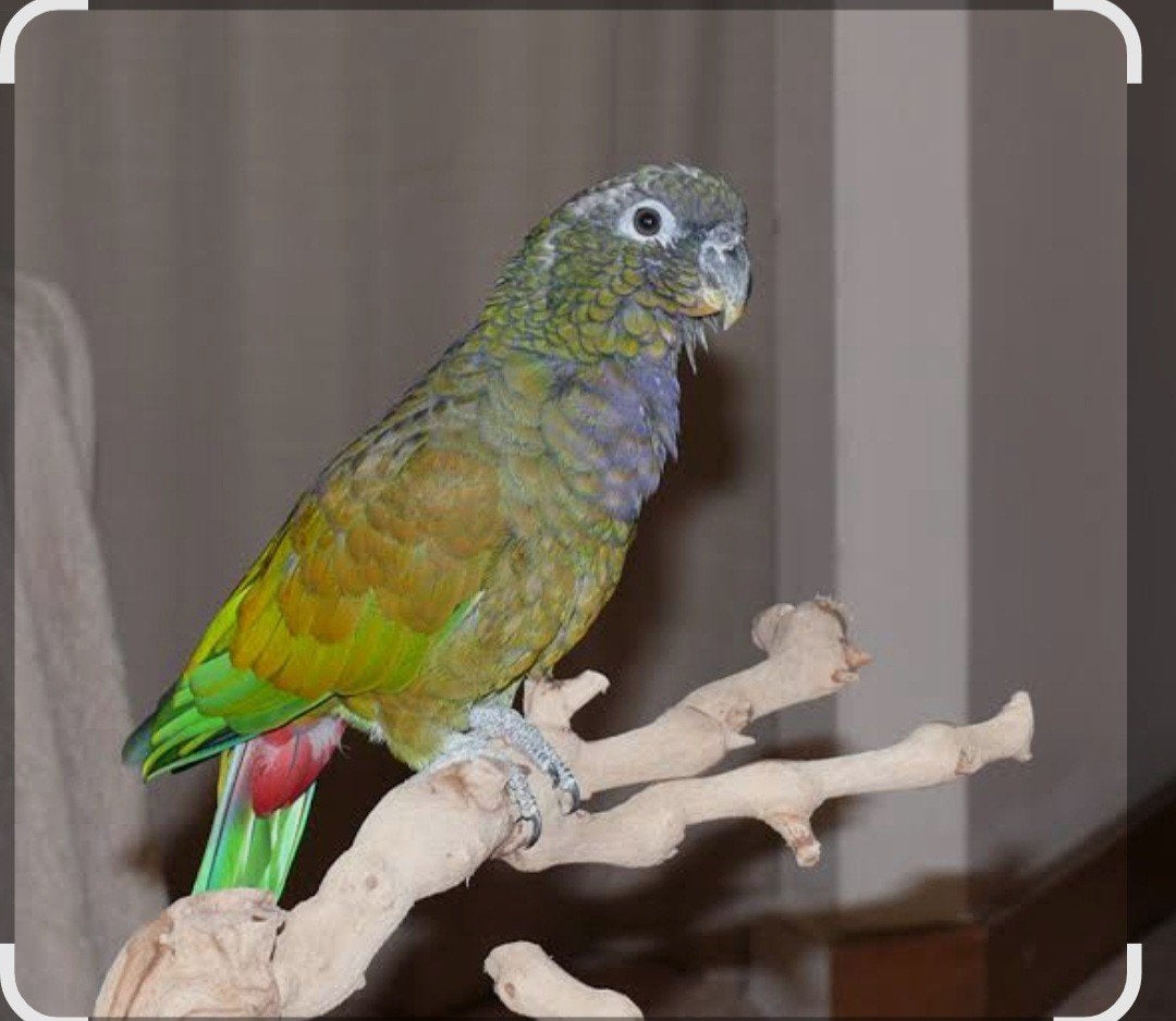 Pionus maxiiliani pop, Dieren en Toebehoren, Vogels | Overige Vogels