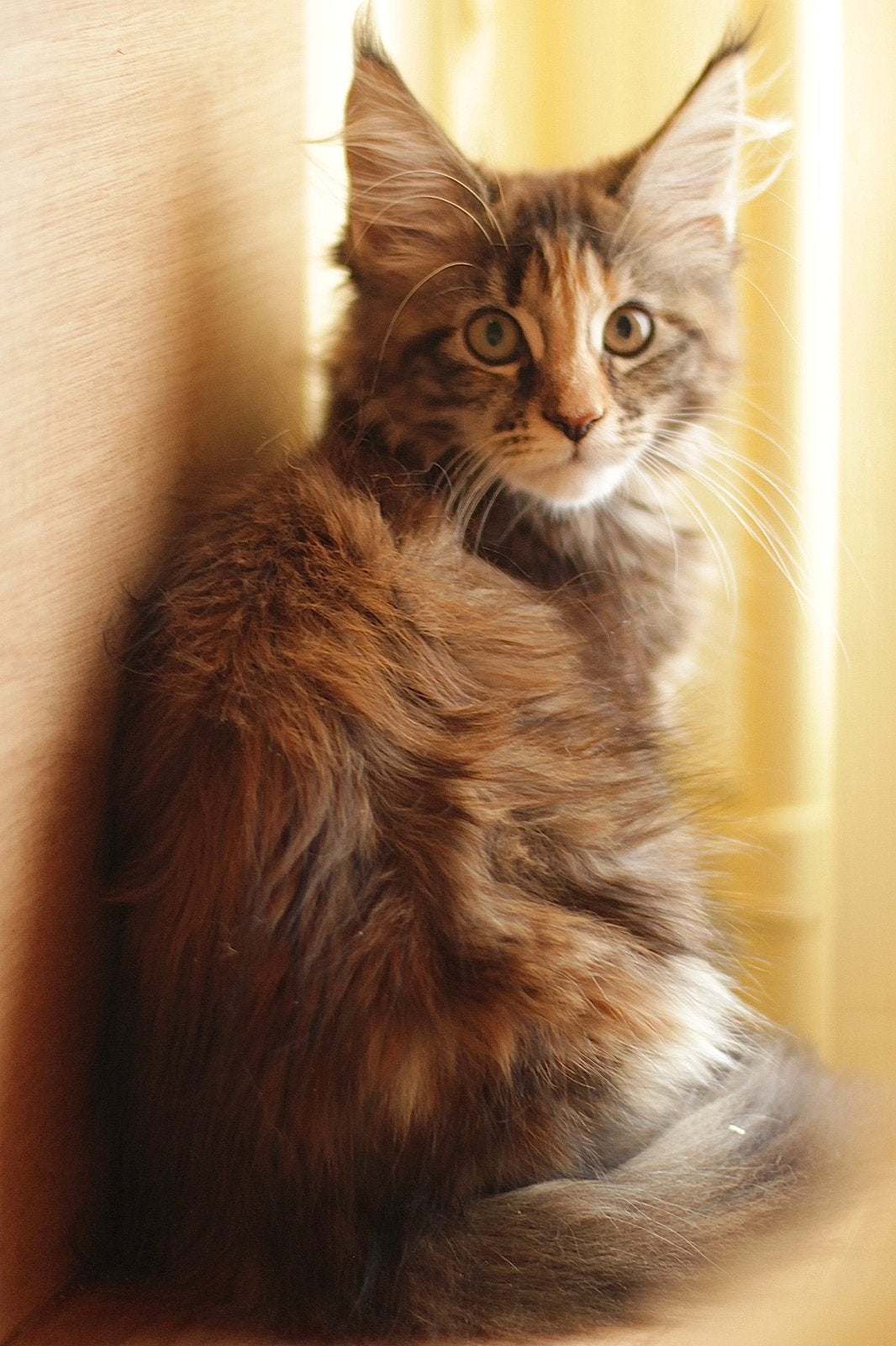 Maine Coon kittens: officiële stamboom, kampioensbloedlijnen, Meerdere dieren, Met stamboom, 0 tot 2 jaar