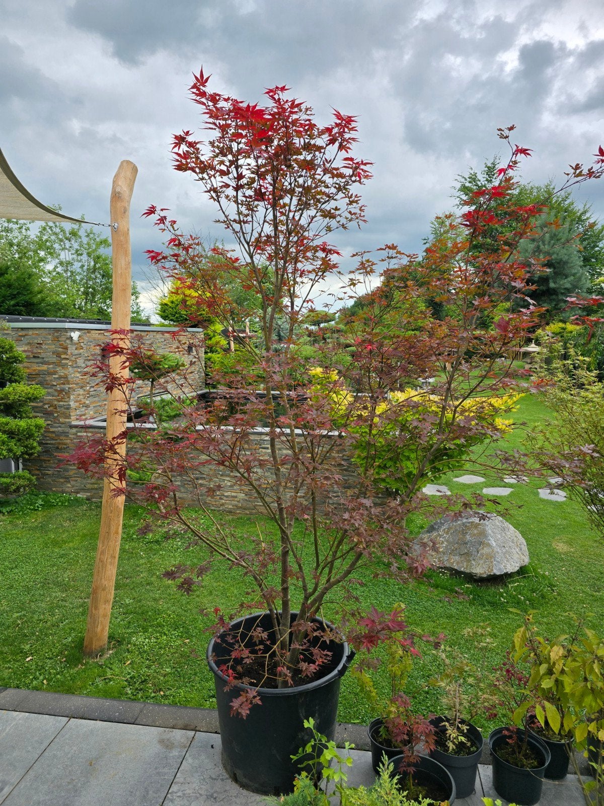 Très bel érable rouge en pot. 2,60m, Jardin & Terrasse, Enlèvement, En pot