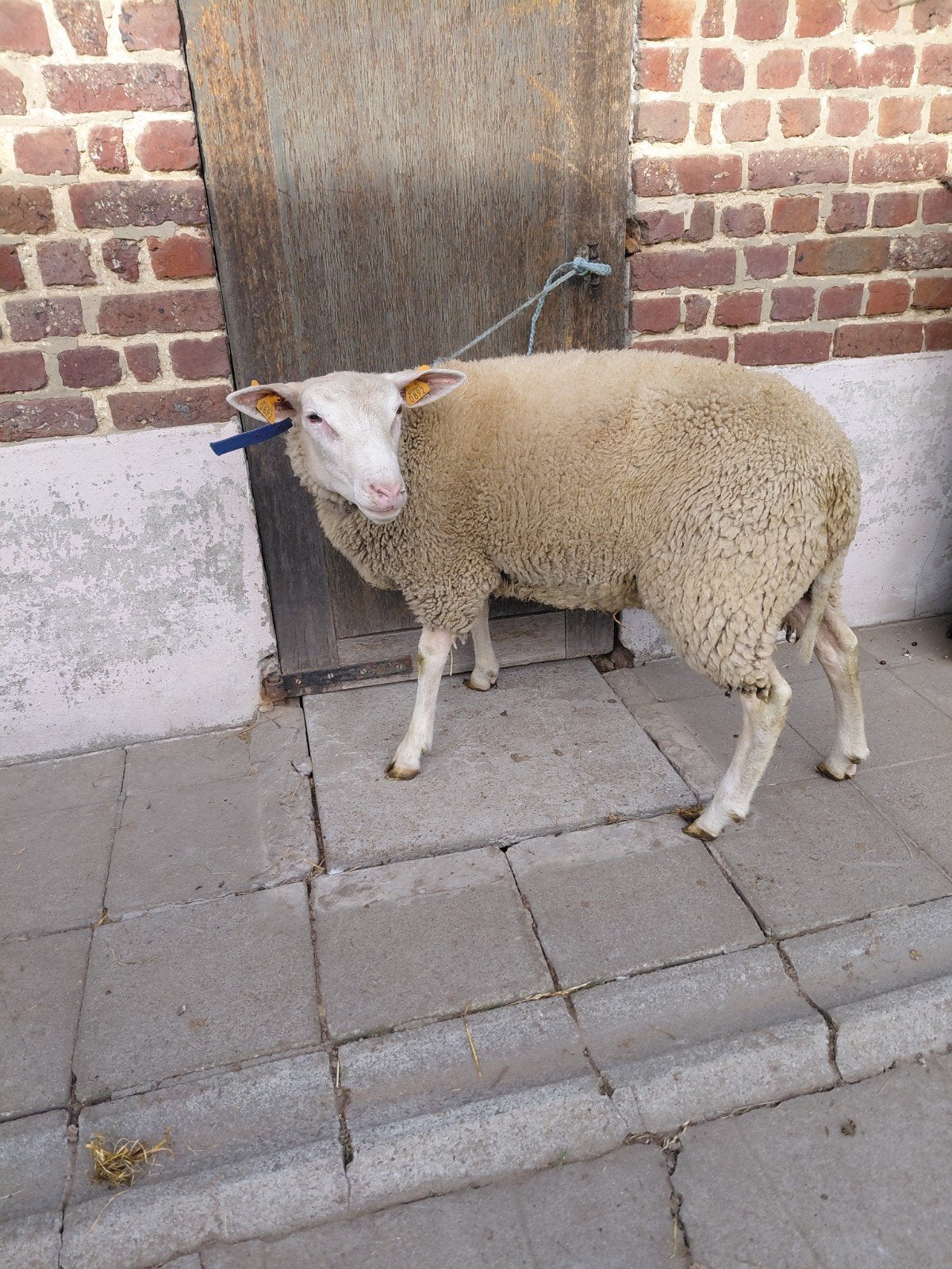 ram