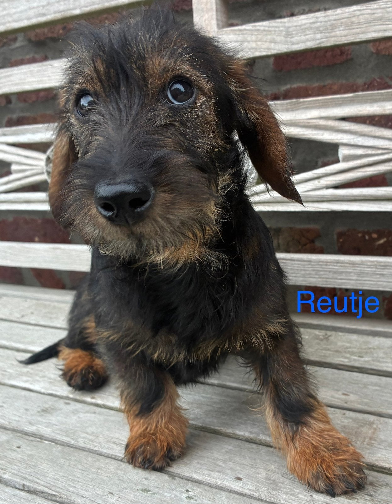 Teckel ruwharig, Animaux & Accessoires, Chiens | Sans pedigree, Petit, Plusieurs animaux, Éleveur | Professionnel, Plusieurs, Belgique