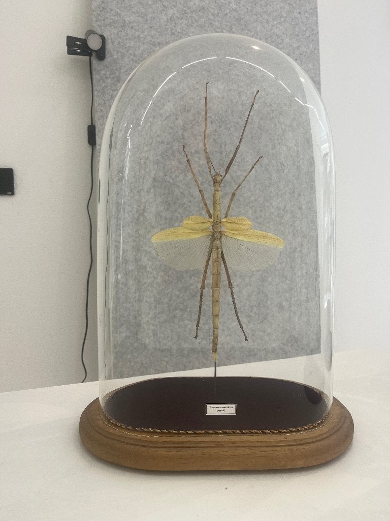 taxidermie Eurycnema versirubra -Australische wandelende tak, Wandelende tak