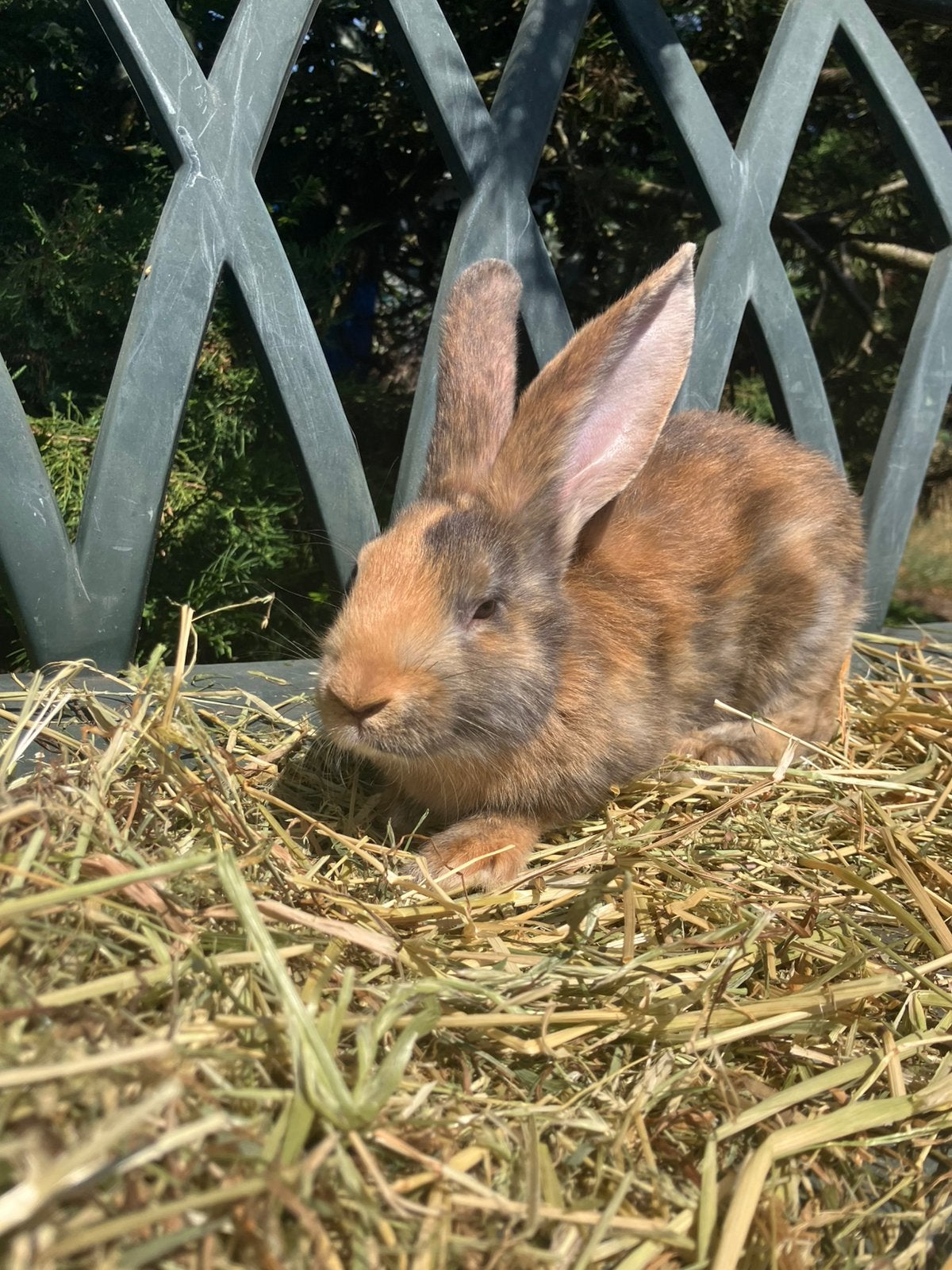 Mooie vlaamse reuzen van 8 weken, Dieren en Toebehoren, Meerdere dieren, Groot, 0 tot 2 jaar