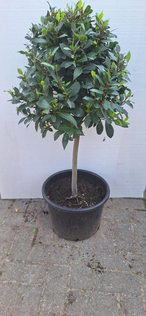 Laurus nobilis, keukenlaurier op stam, ( kruiden), Ophalen