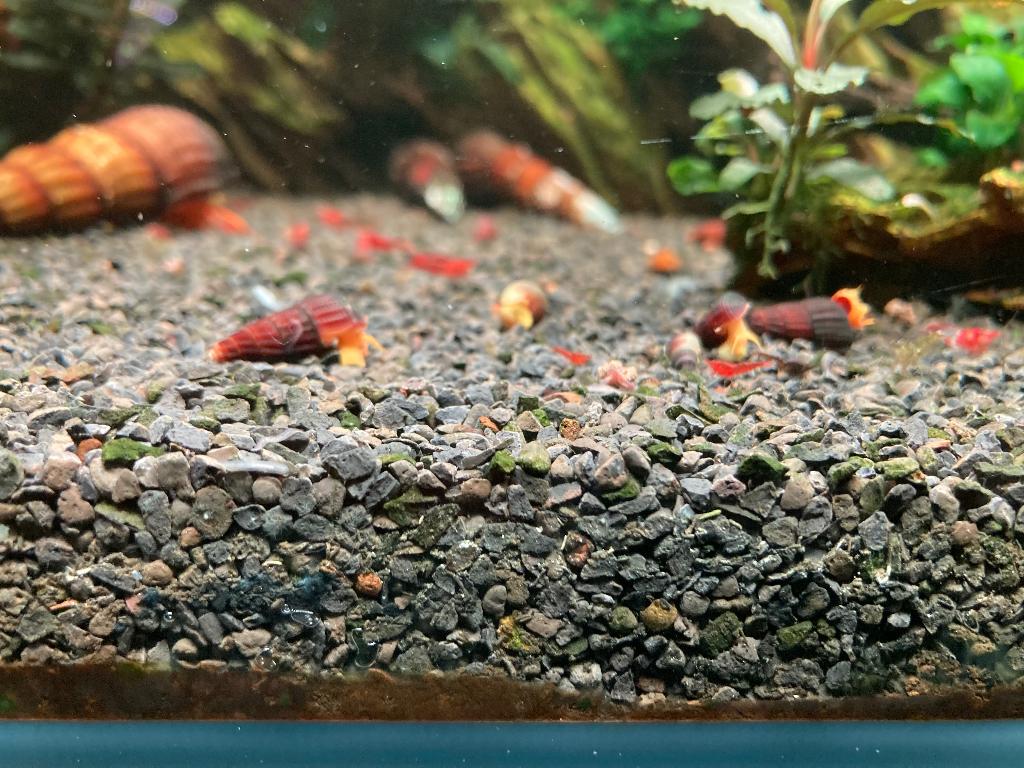Sulawesi slakken, Homard, Crabe ou Crevette, Poisson d'eau douce