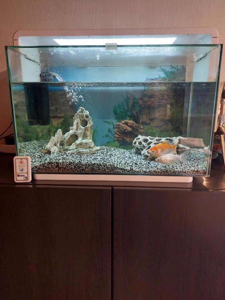 Aquarium met 2 goudvissen., Dieren en Toebehoren, Ophalen, Pomp, Decoratie, Juwel
