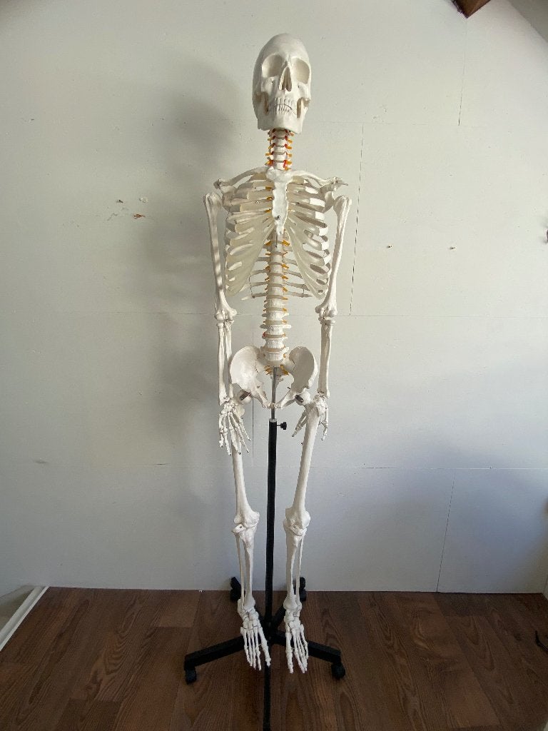 anatomisch skelet, Diversen, Ophalen, Zo goed als nieuw