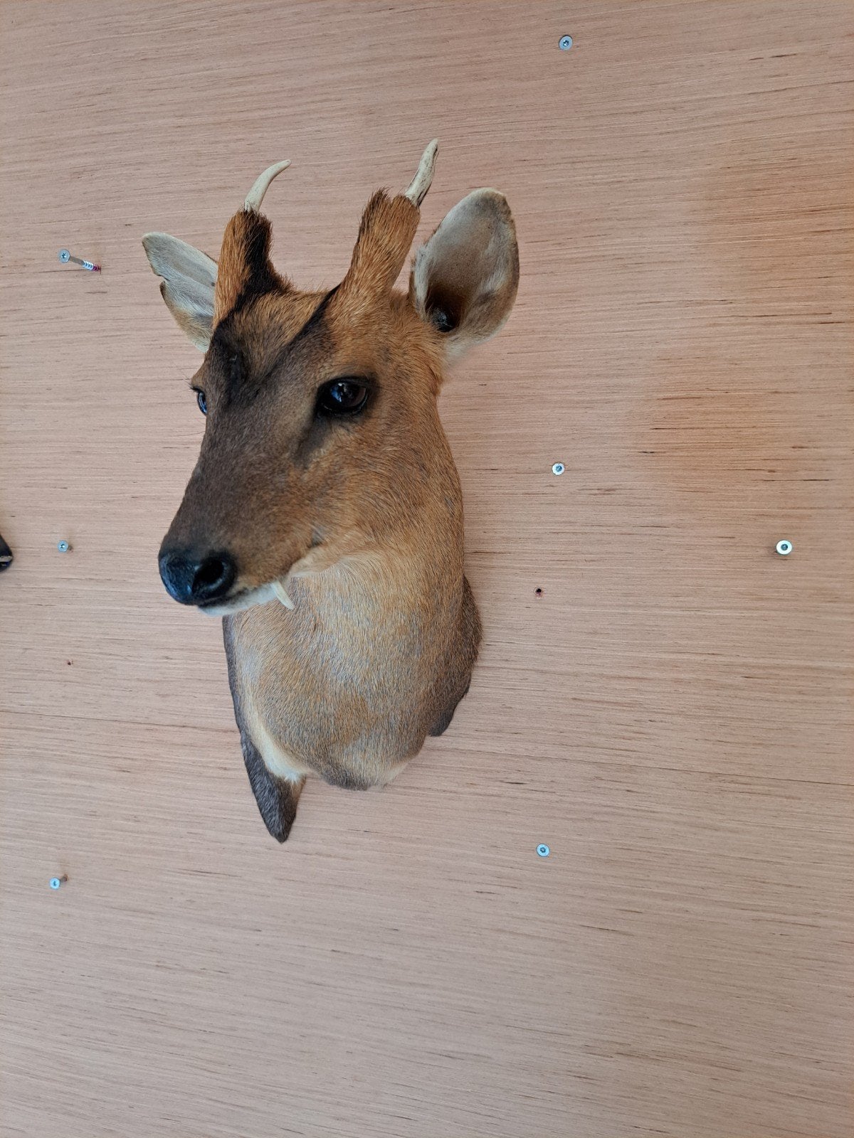 Opgezette Muntjac, Ophalen