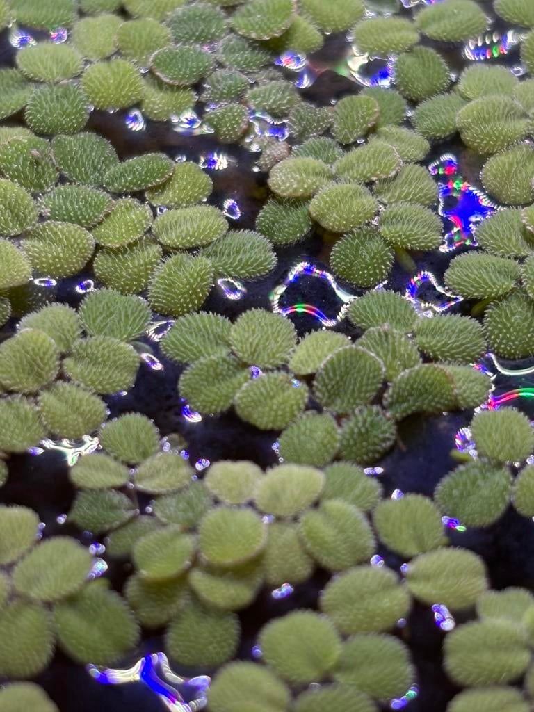 salvinia minima drijfplanten, Dieren en Toebehoren, Ophalen, Nieuw, Plant(en), Steen of Hout