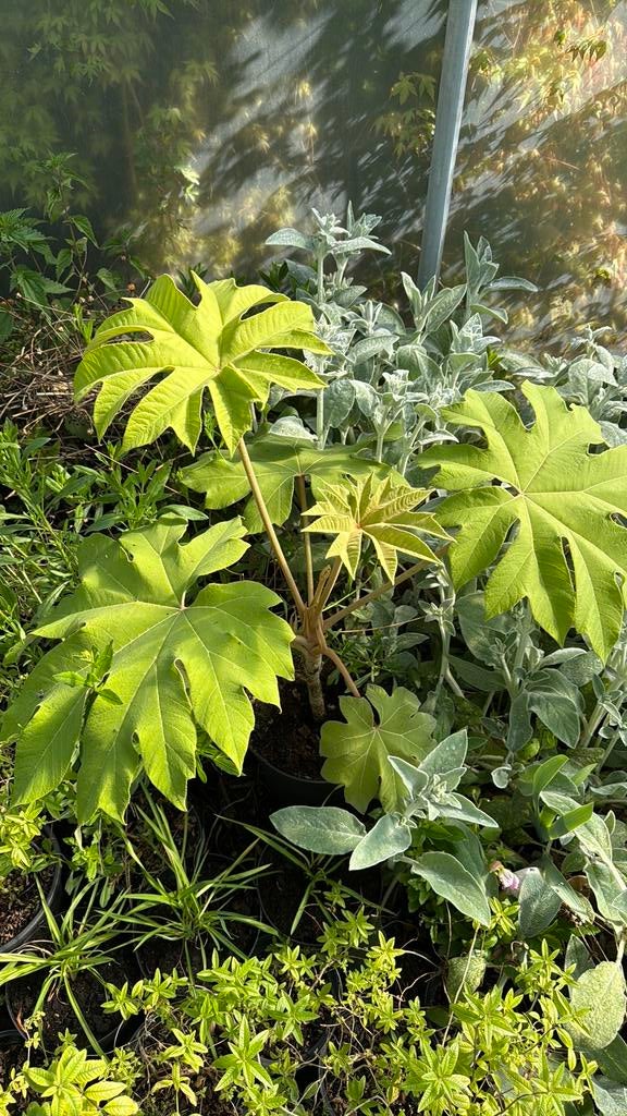 Tetrapanax, Tuin en Terras, Ophalen