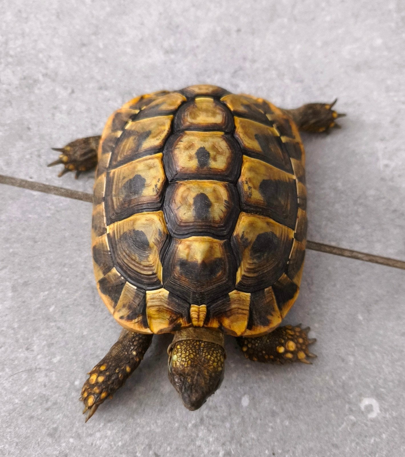 1 Griekse landschildpad Hermann boettgeri vrouwtje., Animaux & Accessoires, Reptiles & Amphibiens, Tortue, 3 à 6 ans, Domestique