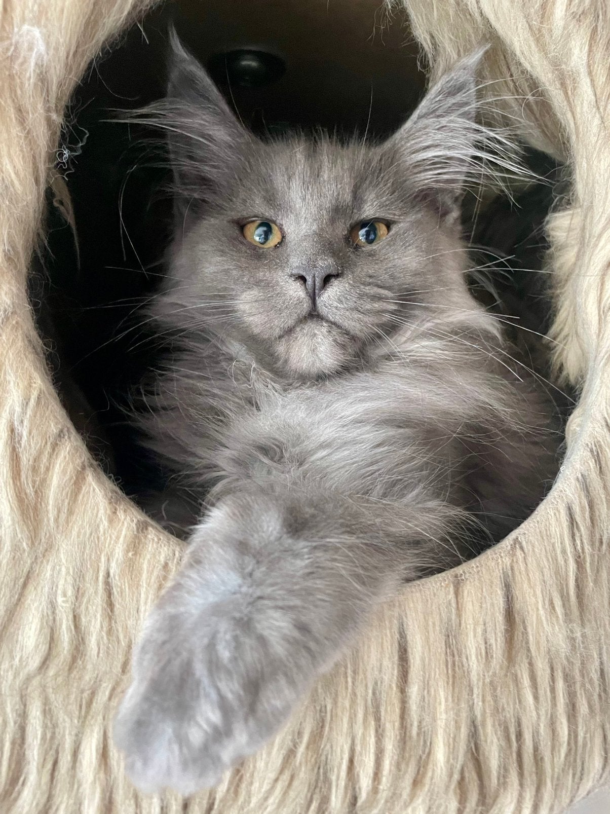 Blue smoke! Maine Coon Kitten beschikbaar, Chatte ou Chat, Avec pedigree, 0 à 2 ans
