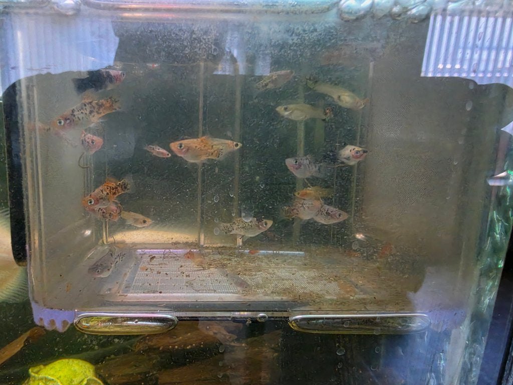 Platty's, Vis, Zoetwatervis