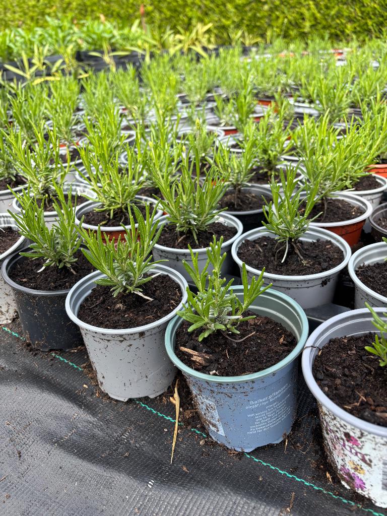 Lavendel, Ophalen