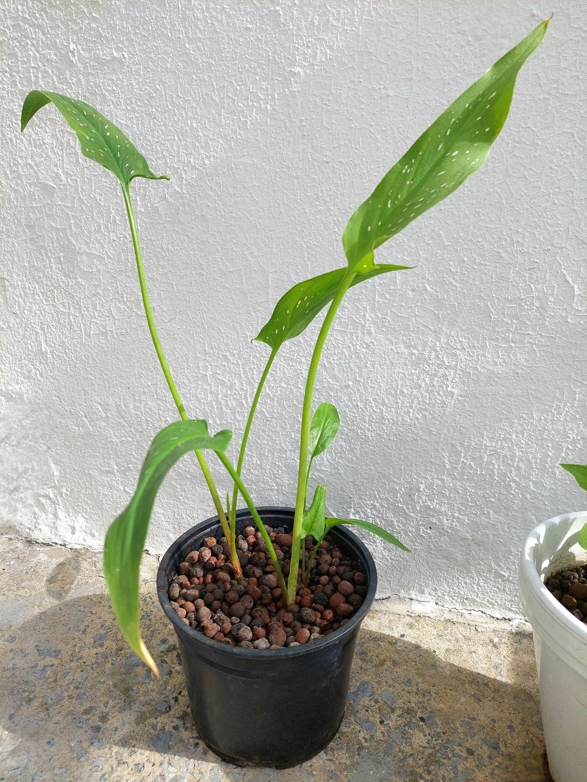 Arum, Enlèvement