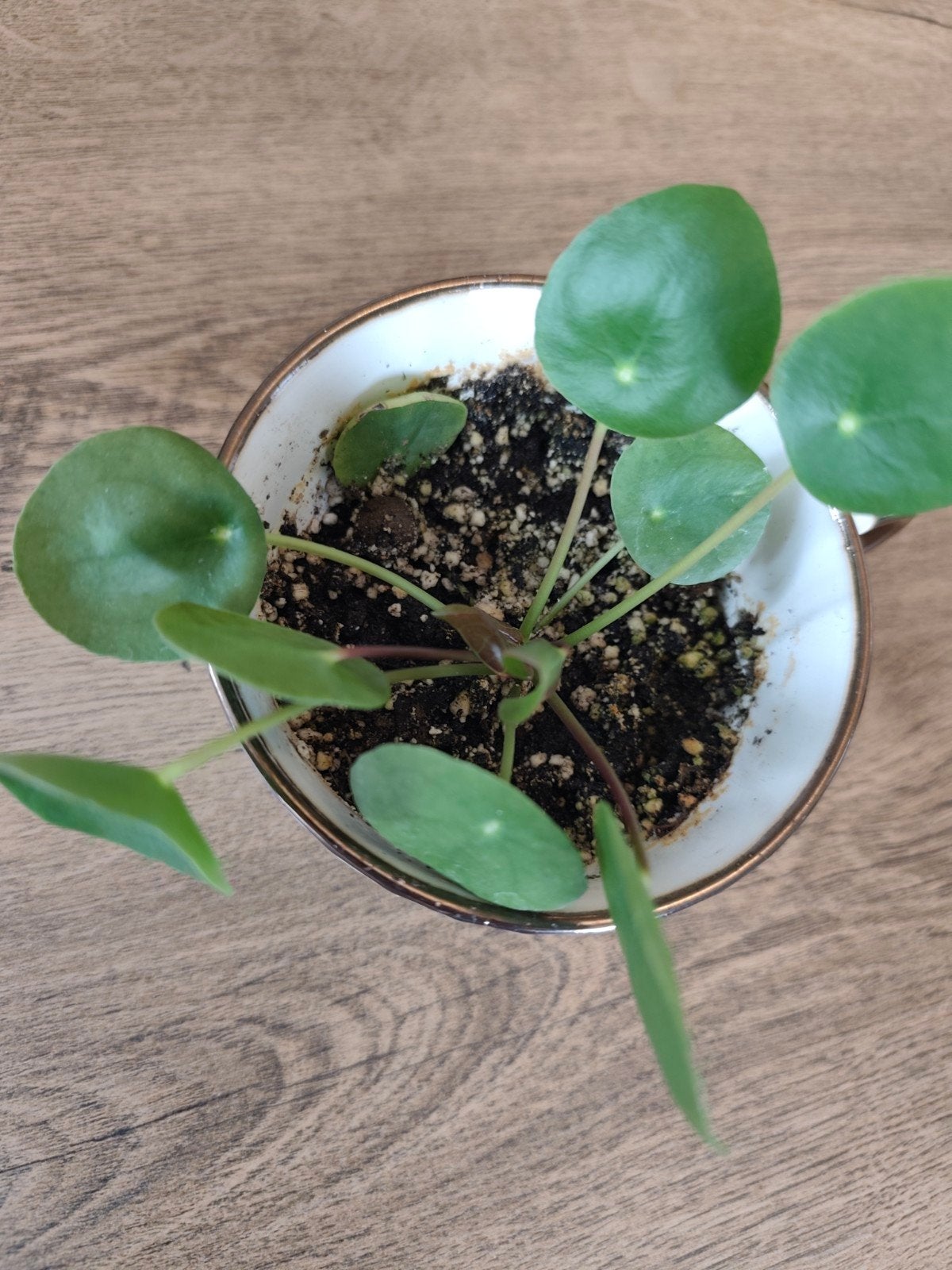 pilea pannenkoekenplant stekje, Huis en Inrichting, Kamerplanten, Ophalen, Overige soorten, Halfschaduw, Minder dan 100 cm