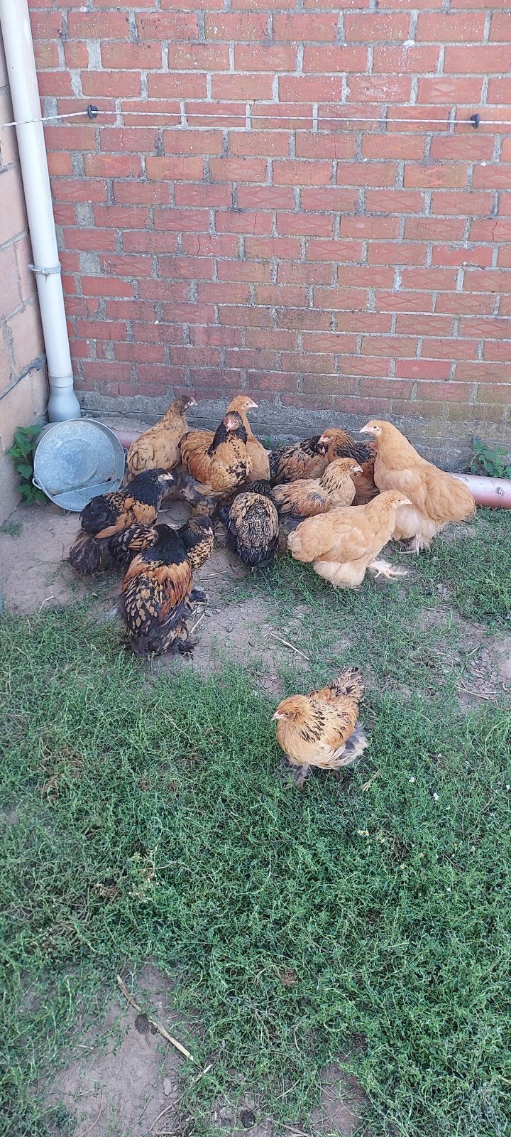 Orpington en Brahma goud zwart gezoomd, Dieren en Toebehoren, Vrouwelijk, Kip