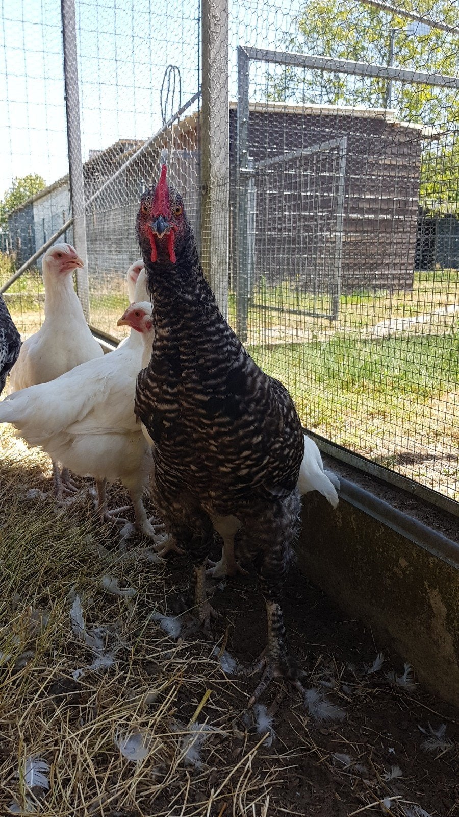 Mechelse koekoek haan, Dieren en Toebehoren